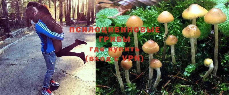 Галлюциногенные грибы Cubensis  где продают   Юрьев-Польский 